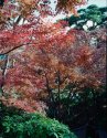 Autumn in Japan