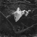Widow Nest
