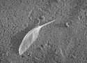 Beach feather