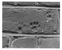 Cat Paw Brick print print