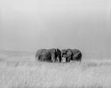Elephant group, Serengeti, Tanzania