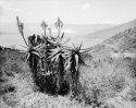 Aloe ferox, rim of Ngorongoro crater