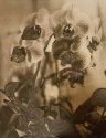 Orchids
