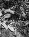 Nepenthes burbidgeai