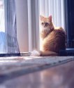 Muffin - Side Light