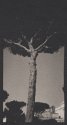 Umbrella Pine, Rome