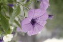 MSA - Hanging basket - May flower