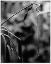 Anthurium wendlingeri