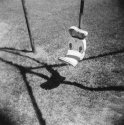 Birch 2