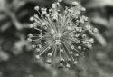 MSA Flowers: Allium