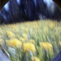 MSA May/June - Dandelions #1