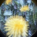 MSA May/June - Dandelions #2