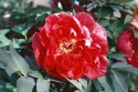 MSA May/June Tree Peony