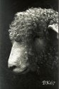Charley the sheep (Caffenol developer)