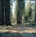 Yosemite Camp Road