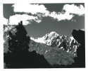 Silhouette Tree (Austrian Alps)