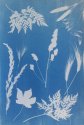 Photogram cyanotype. My Own World (MSA)