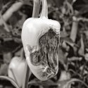 Decaying Chili