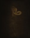 Calla Lith