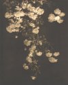 Climbing Roses