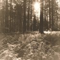 The Forest