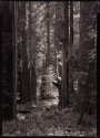 RedwoodCathedral5x7