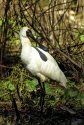 MSA Jul-Aug  Spoonbill