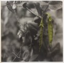 MSA - Peas