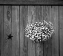 Flowers on Fence