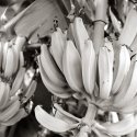 Banana Tiers