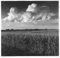 Summer Storm and Corn Field, July 2016