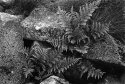 Fern