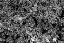 Bush