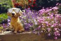 RTS II EBX : Solar Dog