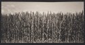 Cornfield, Best Farm, Monocacy National Battlefield