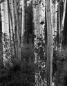 Aspens2-850