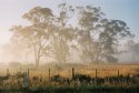 Morning eucalypts