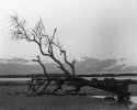 Picture Tree Lying Down