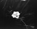 Picture Flower 2