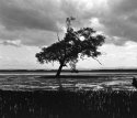 Mangrove Tree