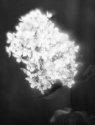 Soft Flower