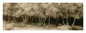 Face of the woods