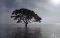 Tree In Fog