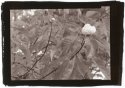 Franklinia alatamaha 8-27-16 Argyrotype