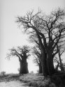 The Seven Sisters, Ntwetwe Pan, Botswana