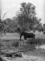 Bull at waterhole