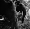 Two Elephants, Kanchanaburi Thailand (2016)