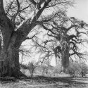 Two Baobabs, buffalo weaver nests