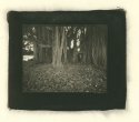 Ficus