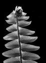 Fern leaf